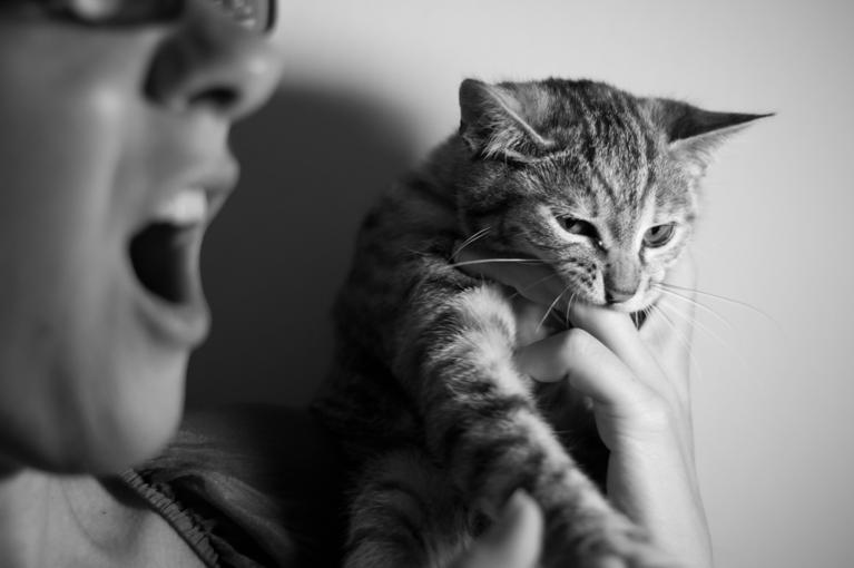 Chat agressif envers son propriétaire : comprendre et réagir