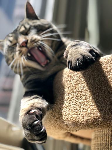 Chat qui mord ou griffe pendant les caresses : comprendre le petting aggression