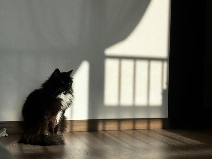 Combien de temps un chat peut-il rester seul en appartement ?