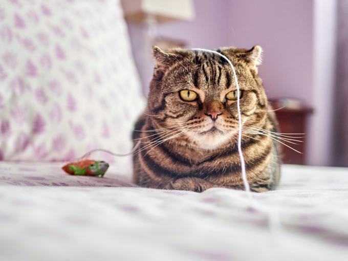 Chat qui s'ennuie : signes à repérer et solutions concrètes