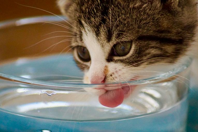 Chat qui ne boit pas assez d'eau : comment l'encourager