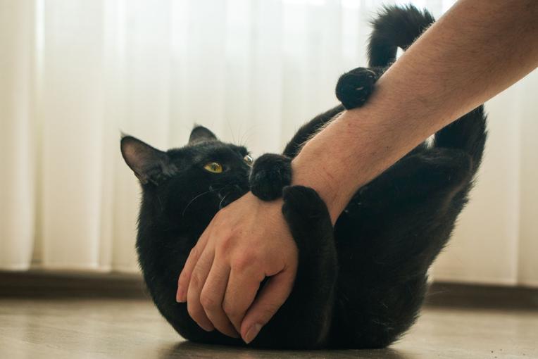 Chat qui suit partout dans l'appartement : pourquoi et faut-il s'inquiéter