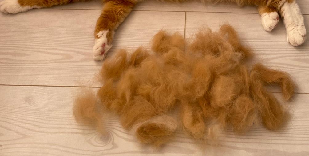 Poils de chat : comment les enlever du canapé, des vêtements et du lit