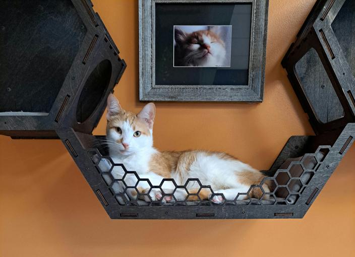 Aménager un coin chat dans un petit appartement : le guide complet