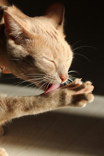 Chat qui se lèche excessivement : stress ou problème de peau ?