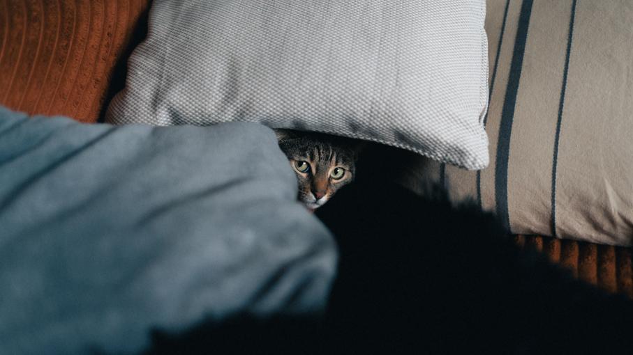 Comment calmer un chat qui a peur des visiteurs