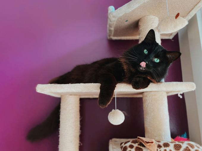 Meilleur arbre à chat pour appartement : guide d'achat