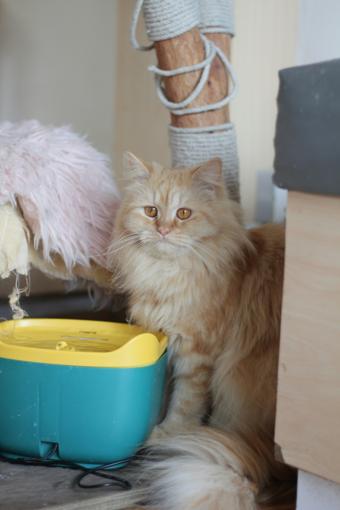 Meilleure fontaine à eau pour chat : comparatif et guide d'achat