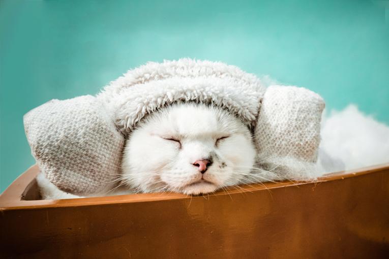 Préparer son chat d'appartement pour l'hiver