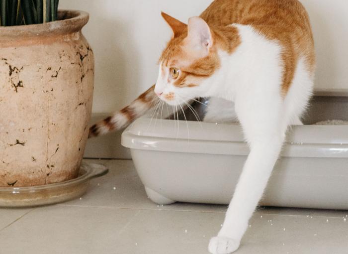 Chat qui urine hors de la litière : causes et solutions