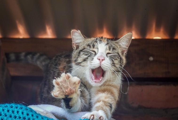 Chat qui miaule la nuit en appartement : causes et solutions