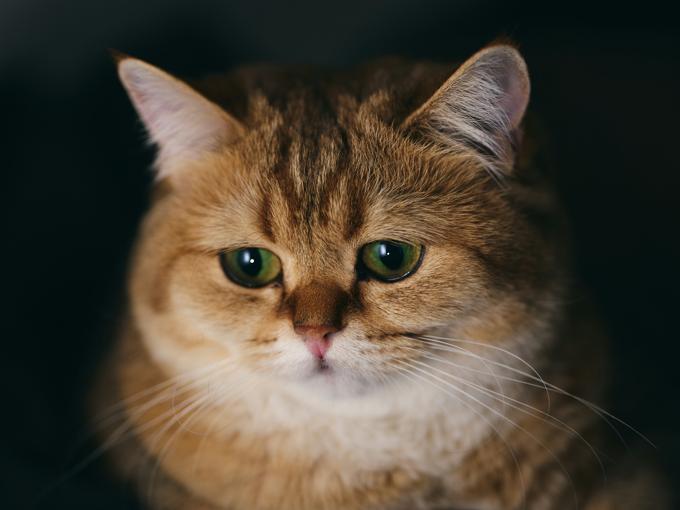 Signes qu'un chat d'appartement est malheureux : la checklist complète