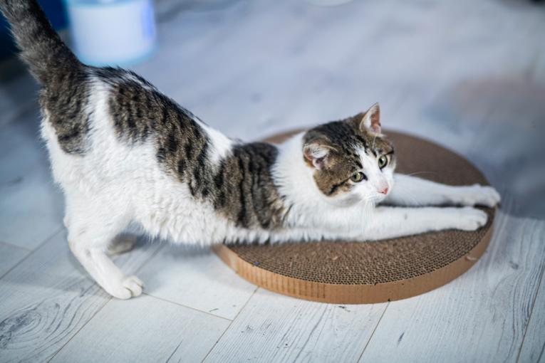 Chat qui griffe le canapé malgré le griffoir : comprendre et corriger
