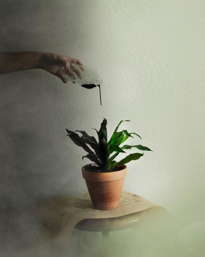 Plantes toxiques pour les chats d'appartement : la liste à connaître