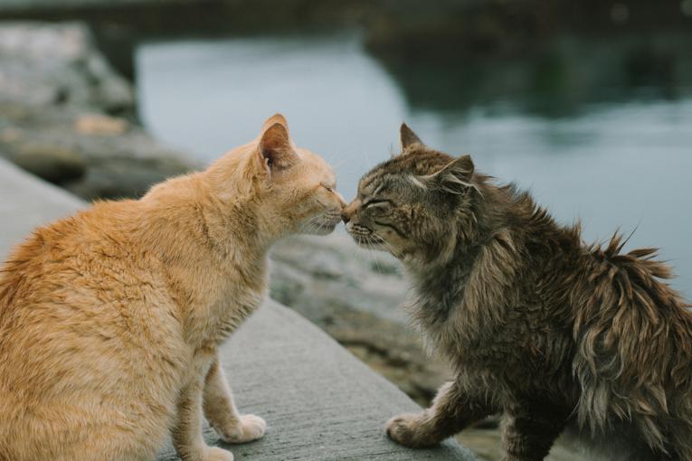 Introduire un deuxième chat dans un appartement : le guide complet