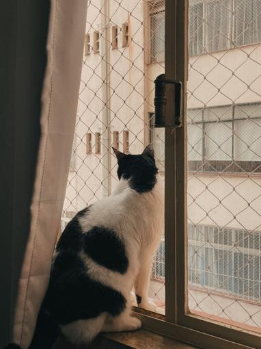 Sécuriser ses fenêtres et son balcon pour un chat d'intérieur