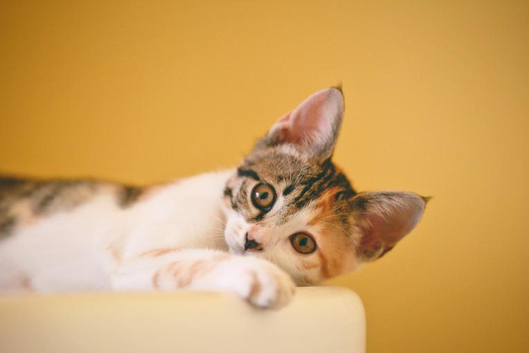 Enrichir le territoire de son chat d’appartement : le guide complet